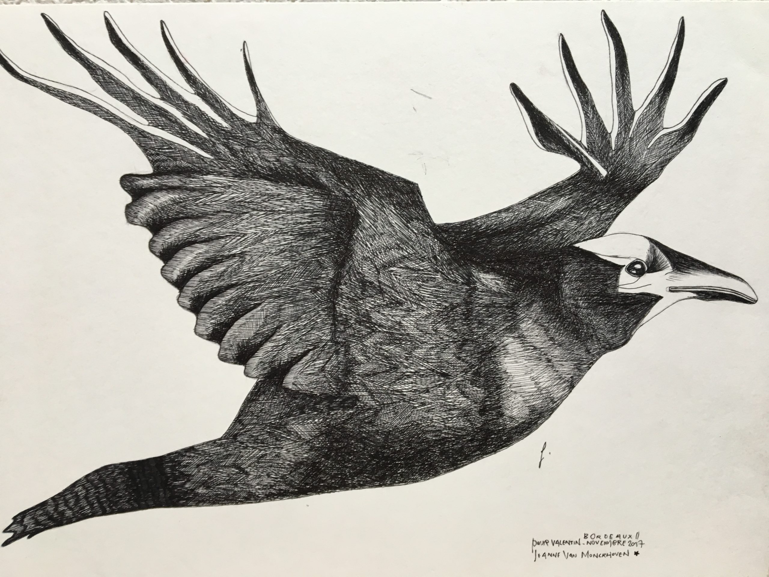 corbeau, commande, 2017